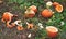 Old Pumpkins Left Outdoors For Wildlife To Eat