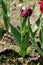 Old purple tulip with completely dried petals and dark green leaves surrounded with other flowers in local garden