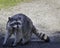 Old raccoon walking along a path looking for food