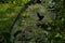 Old raft with vegetation and a black bird in the amazon river