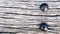 Old railroad ties with Large nail texture