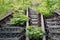 Old railway tracks overgrown with trees. Forgotten railway line.