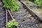 Old railway tracks overgrown with trees. Forgotten railway line.