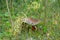 Old red abandoned wheelbarrow in the wilderness