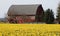 Old red barn by a field of daffodils