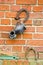 Old red bricks wall with horseshoe and jug