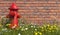 An old red fire hydrant stands in the grass with wildflowers opposite a brick wall. Front view. Illustration with copy space. 3D r
