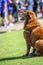 An old red haired Labrador retriever with long hair sits on the grass during a team competition