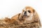 Old red-haired Pekingese dog. Chinese Pug lies comfortably on a hairy dog bed. White background
