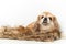 Old red-haired Pekingese dog. Chinese Pug lies comfortably on a hairy dog bed. White background