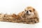 Old red-haired Pekingese dog. Chinese Pug lies comfortably on a hairy dog bed. White background