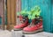 Old red hiking shoes as flower pot