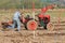 Old red massey fergusen tractor at ploughing match