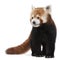 Old Red panda or Shining cat, Ailurus fulgens