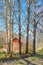 Old red shed behind tree trunks