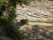 An old red two-seater Quad bike without a driver near a small mountain river on a background of rocks and green trees.