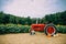 Old red vintage tractor in a sunflower field