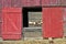 Old Red Wood Sheep Barn and Flock