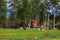 Old red wooden farmhouse behind birches