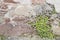 Old reddish stone wall with a green plant