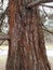 Old redwood tree trunk and branches