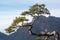 Old relic pine on the Sokolica mountain