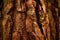 Old relief, wrinkled pine bark. Brownish, orangey, reddish, yellowish colours.