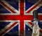 Old retro english concept of a funny elegant suricate wearing a top hat isolated on a background with the flag of england