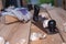 Old retro hand planer with gloves and mallet on wooden table with sawdust and shavings. carpentry, wood roofing, wood workshop