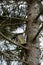 An old and rickety birdhouse is attached to an ancient spruce tree