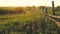 Old rickety hedge in an overgrown field against the backdrop of sunset light. Summer colors