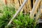 Old rickety wooden fence and thickets of dandelions and clovers