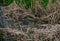 Old riverbed with water overgrown with reeds