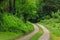 Old road heading through thick forest