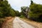 Old road in nature pine green forest and ruins of tree in mountains on the island in mediterranean sea