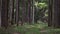 Old road in the pine forest. Diminishing perspective of the path in the woods. Walking or driving through the trees on the forrest