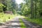 Old road on wold forest background best quality