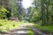 Old road on wold forest background best quality