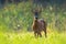 Old roe deer standing on meadow in summer.