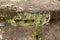 Old roof moss and lichen