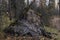 The old roots of a fallen tree in an abandoned autumn forest