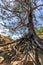 Old rooty pine tree at Plancheskiye Rocks, Seversky District, Krasnodar Region, West Caucasus, Russia. Scenic sunny summer blue