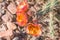 Old rose cactus flowers in desert.