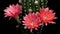 Old-Rose Pink Colorful Flower Timelapse of Blooming Cactus Opening