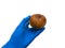 An old rotten apple with mold in a hand in a blue glove. Doctor biologist holds a spoiled apple with mold in his hand. Isolate on