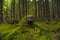 Old rotten stump covered with moss and big polypore mushroom