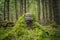 Old rotten stump covered with moss and big polypore mushroom