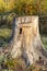 An old rotten stump with a hollowed-out hollow in the forest. Perhaps the woodpecker was looking for small bugs to feed himself.