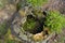 Old rotten stump. middle of the stump completely rotted. Stump overgrown with moss. A small green spruce grew through the