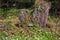 Old rotten stump in the spring forest